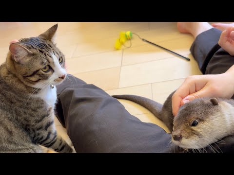 父母娘カワウソ猫がわちゃわちゃわちゃわちゃしてるところ A mother, father, daughter and otter and cat all bustling about(YouTube)