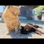 島の神社で茶トラ猫と黒猫の仲良しコンビが寄り添ってくつろいでいた(YouTube)