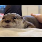 「１撫で」につき「１んー」で返ってくるタイプのカワウソ This otter responds with a “Hmm” every time you pet it(YouTube)