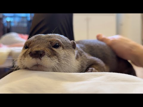 「１撫で」につき「１んー」で返ってくるタイプのカワウソ This otter responds with a “Hmm” every time you pet it(YouTube)
