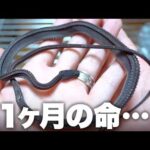 1ヶ月しか生きられない幻のヘビを生かしたい(YouTube)
