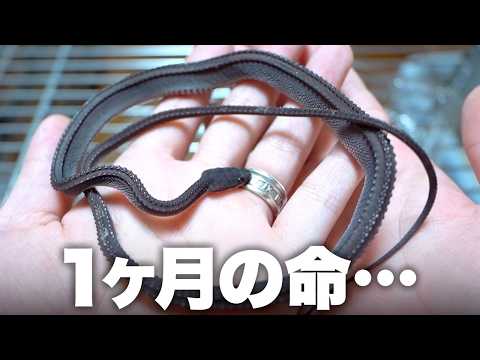 1ヶ月しか生きられない幻のヘビを生かしたい(YouTube)