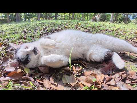 いつも公園の片隅にいる恥ずかしがり屋なチョビ髭のハチワレ猫ちゃん(YouTube)