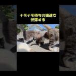ナデナデ待ちの猫達で渋滞する #猫 #ねこ #cat(YouTube)