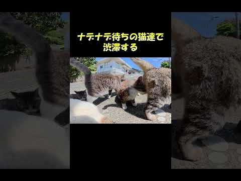 ナデナデ待ちの猫達で渋滞する #猫 #ねこ #cat(YouTube)