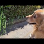 この草は絶対食べたらだめだわん(YouTube)