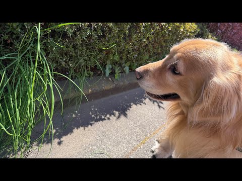 この草は絶対食べたらだめだわん(YouTube)