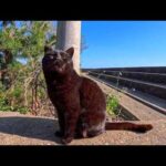 防波堤にいた黒猫ちゃん、こっちにトコトコ歩いてきてゴロンと寝転んだ(YouTube)