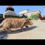 キジトラ猫に絡まれたハチワレ猫がソロリソロリと逃げる(YouTube)