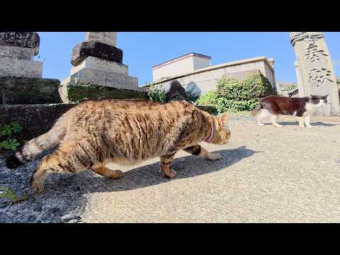 キジトラ猫に絡まれたハチワレ猫がソロリソロリと逃げる(YouTube)