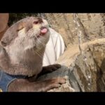 カワウソと子供と花見に行ったらみんな疲れすぎて寝ちゃった！I went to see the cherry blossoms with my kid and the otter!(YouTube)