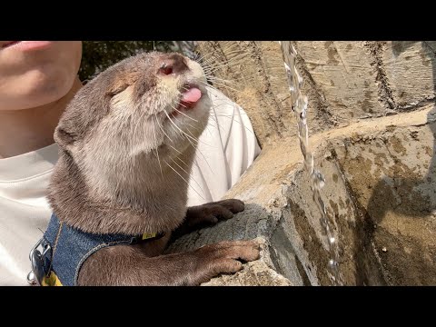 カワウソと子供と花見に行ったらみんな疲れすぎて寝ちゃった！I went to see the cherry blossoms with my kid and the otter!(YouTube)