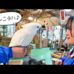 ご機嫌なオウムのダイちゃんがたくさんお喋りしてくれました🦜【鳥羽水族館コラボ(YouTube)