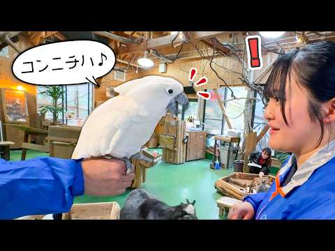 ご機嫌なオウムのダイちゃんがたくさんお喋りしてくれました🦜【鳥羽水族館コラボ(YouTube)