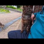 猫島のフェリー乗り場のベンチに猫が座っていたので隣に座ったら他の猫もやってきて膝の上に乗ってきた(YouTube)