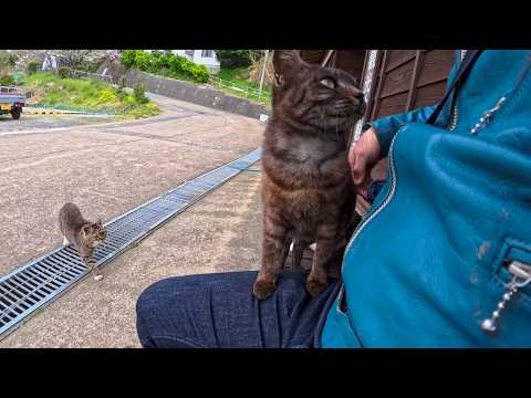猫島のフェリー乗り場のベンチに猫が座っていたので隣に座ったら他の猫もやってきて膝の上に乗ってきた(YouTube)