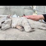 ションボリ顔のおじいちゃん猫にモフモフマッサージをしてみた(YouTube)