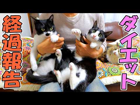 あずきとさくらのダイエットを誓って１年が経過した現在の状況を正直にお話します‥【猫の肥満問題と多頭飼いの現実】(YouTube)
