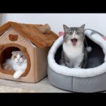 それぞれ自分のベッドに入ってお昼寝する仲良しな兄弟が可愛すぎますw(YouTube)