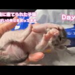 掌いっぱいの幸せを貰ってます  ゴミ箱に棄てられた子猫  キンちゃん Day14  2026 04 29 2(YouTube)