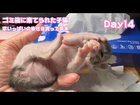 掌いっぱいの幸せを貰ってます  ゴミ箱に棄てられた子猫  キンちゃん Day14  2026 04 29 2(YouTube)
