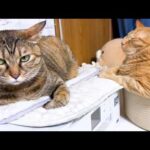 驚かされた姉猫を守ろうと頑張る弟猫と姉猫がおもしろ可愛い(笑)(YouTube)