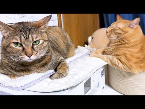 驚かされた姉猫を守ろうと頑張る弟猫と姉猫がおもしろ可愛い(笑)(YouTube)