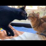 猫見知りで柴犬ラブな末っ子猫が黒猫くんにいっぱい甘えた日。(YouTube)