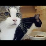 何気ない朝の光景に謎の行動をとる不思議ちゃんな猫(YouTube)