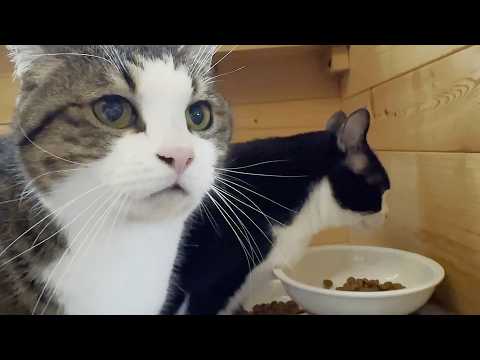何気ない朝の光景に謎の行動をとる不思議ちゃんな猫(YouTube)