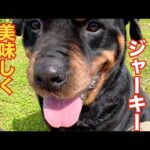 業務用ジャーキーを一気喰い！(YouTube)