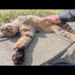 キジトラ猫をマッサージすると、お腹丸出しで脱力してしまった(YouTube)