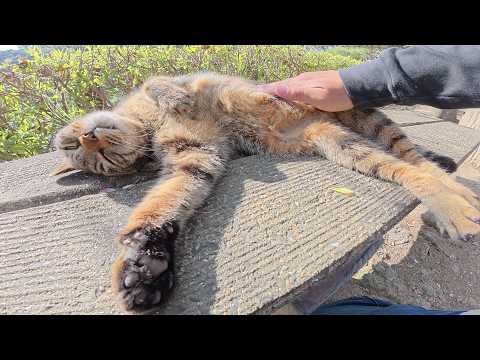 キジトラ猫をマッサージすると、お腹丸出しで脱力してしまった(YouTube)