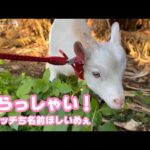 いらっしゃい！ トカラヤギの男のです  お名前募集です  2026 04 05 3(YouTube)