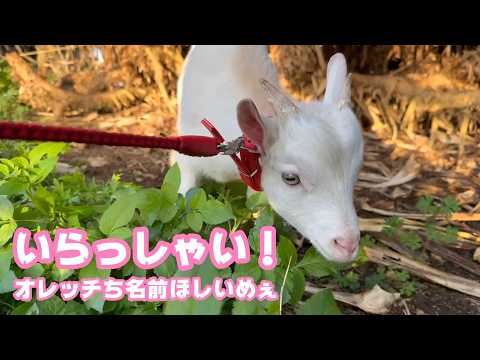 いらっしゃい！ トカラヤギの男のです  お名前募集です  2026 04 05 3(YouTube)