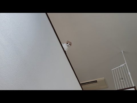 自分で降りれないフリして「助けて」と甘えてくる猫がこうなってましたw(YouTube)