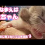ゴミ箱に棄てられた子猫達  お名前はキンちゃん  ３Day  2026 04 18 3(YouTube)