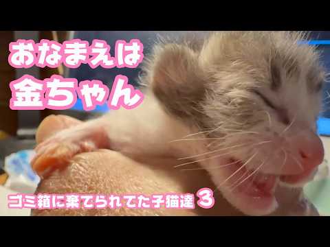 ゴミ箱に棄てられた子猫達  お名前はキンちゃん  ３Day  2026 04 18 3(YouTube)