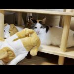 「もうイヤや、走りたくない」と頑なに動こうとしないふと猫(YouTube)