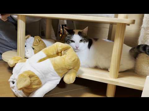 「もうイヤや、走りたくない」と頑なに動こうとしないふと猫(YouTube)