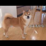 大きな地震の後、備えながら柴犬たちを見ていたら…(YouTube)
