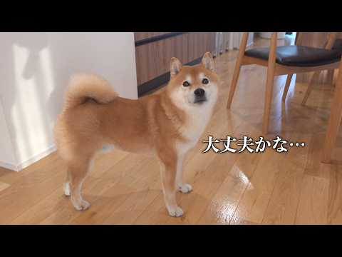 大きな地震の後、備えながら柴犬たちを見ていたら…(YouTube)
