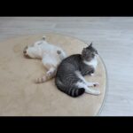 窓の外に虫が飛んでるのを見つけた瞬間の猫の反応が…(YouTube)