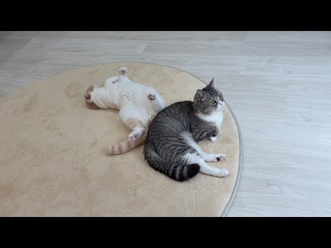 窓の外に虫が飛んでるのを見つけた瞬間の猫の反応が…(YouTube)