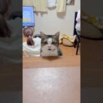 カウンターに座って(YouTube)