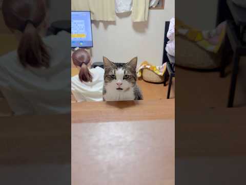 カウンターに座って(YouTube)