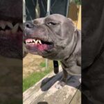 ピットブルとっつぁんの正体(YouTube)