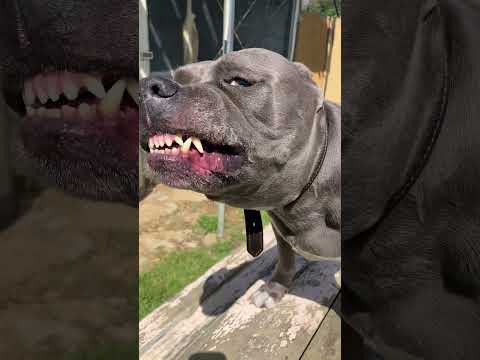 ピットブルとっつぁんの正体(YouTube)