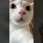 ご飯圧がすごすぎる猫チロさん #shorts(YouTube)