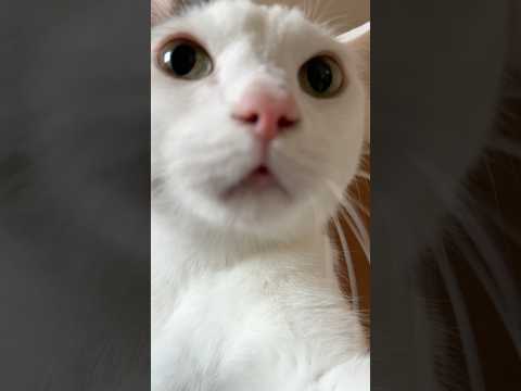 ご飯圧がすごすぎる猫チロさん #shorts(YouTube)